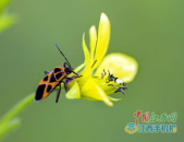 蜂蝶飞舞四季花开打一地名,探寻蜂蝶飞舞四季花开的神秘之地”